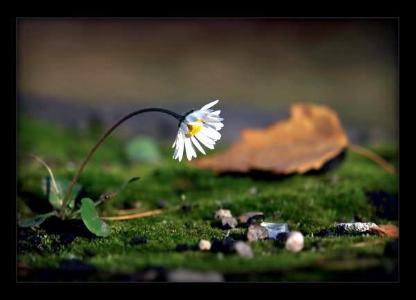 Рома Северино