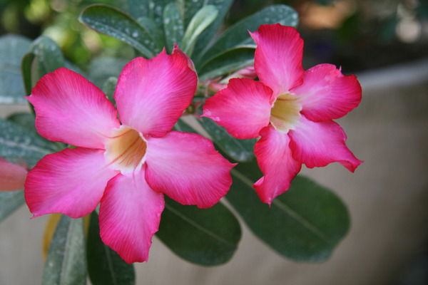 Светлана Евланова