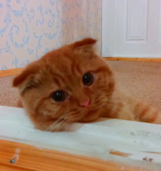 Ольга Костеневич