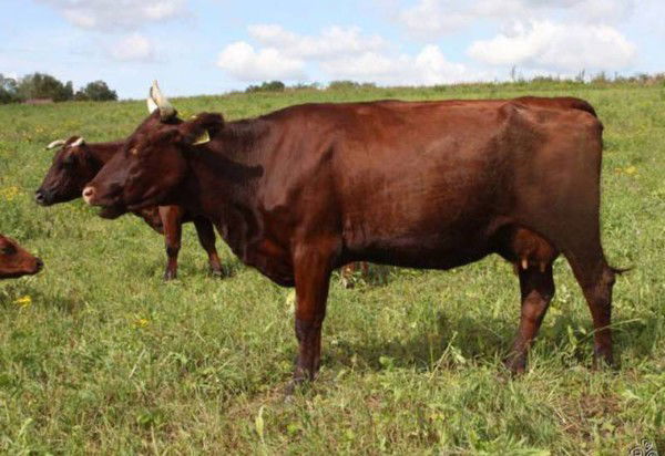 Племенной Завод Зименки