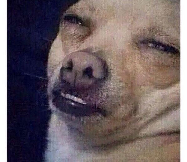 Упоротый Пёс