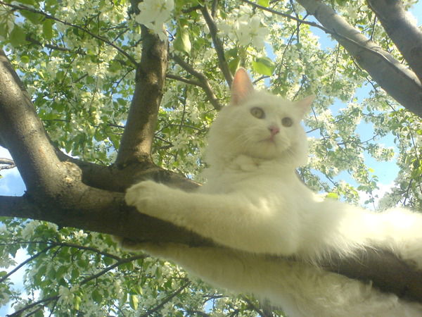 Владимир Топорков