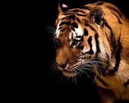 Олеся Сутурина