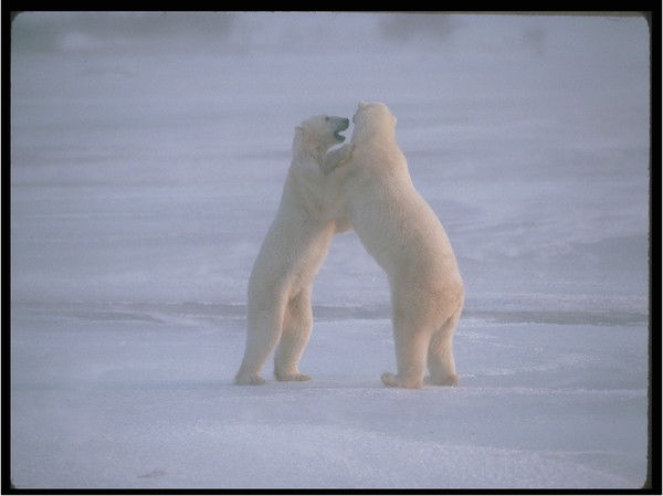 Алинка Гарбузова