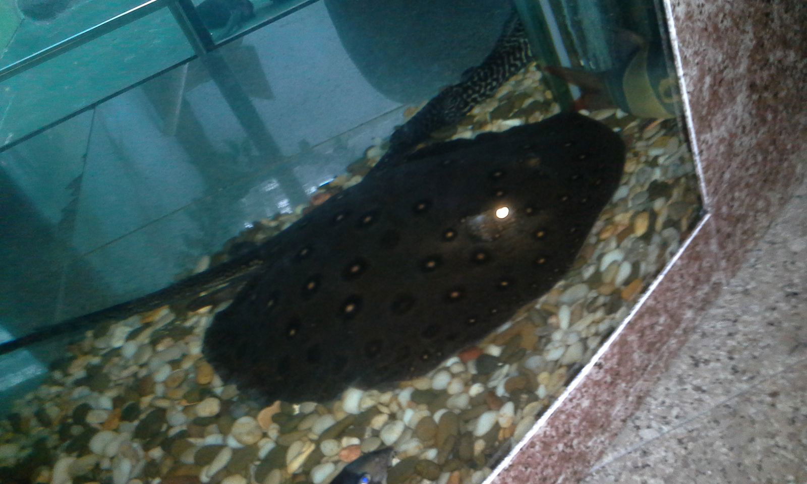 Олеся Кузнецова