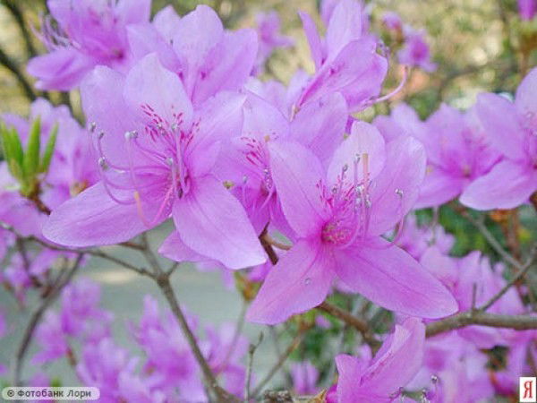 Наталия Арсеньева