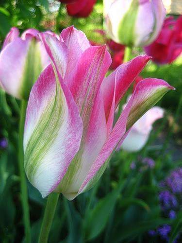 Валентина Тихонова