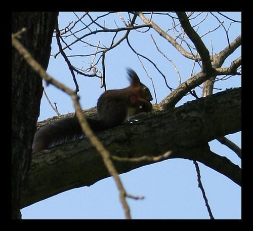 Сергей Корх