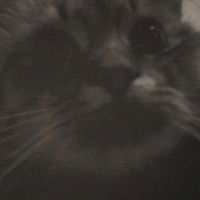 Веда Герлинская