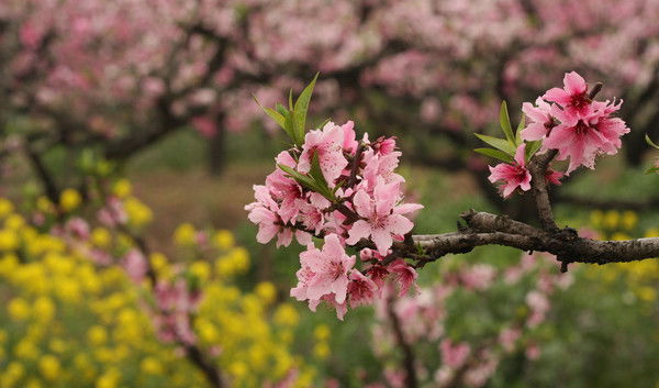 Елена Красюк