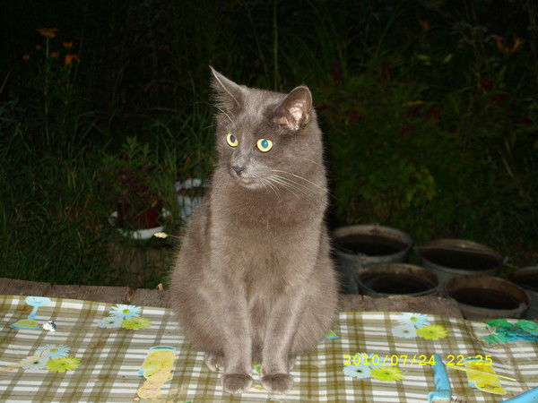 Анна Романова