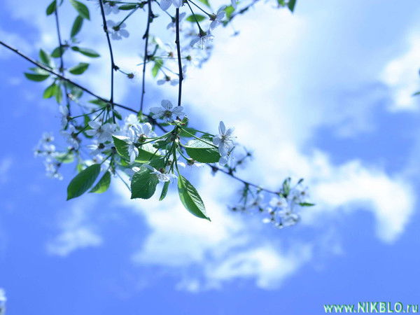 Ирина Хорольская