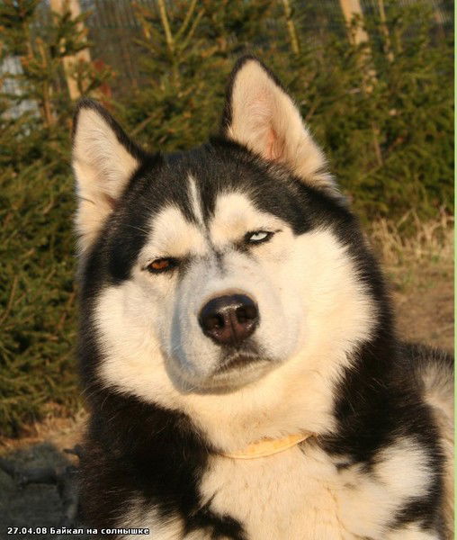 Николай Малыш