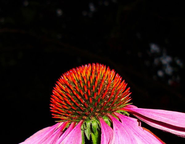 Сергей Жабин