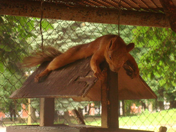 Светлана Цимбалова