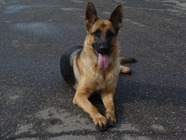 Наталья Першина