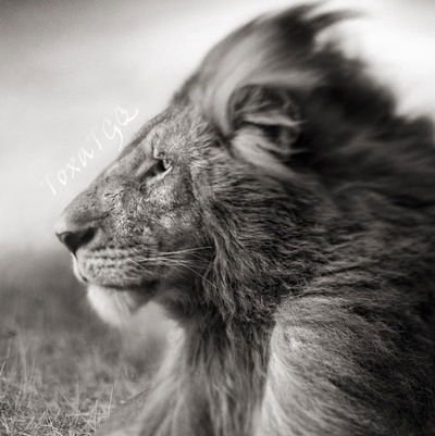 Антон Истомин