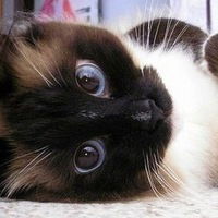 Альбина Бураева