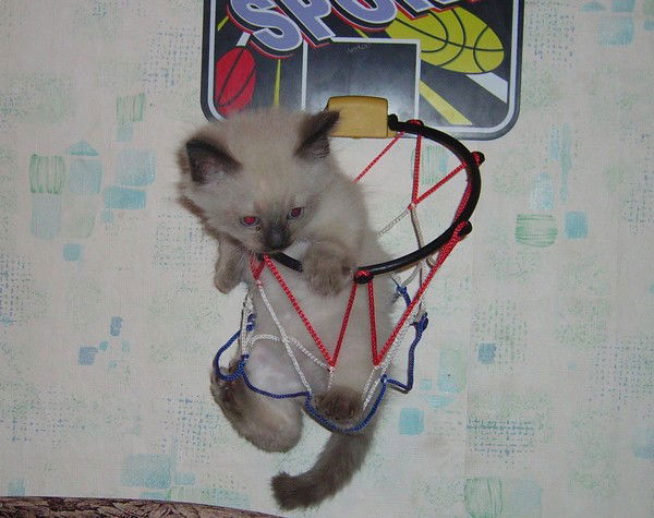 Саша Шестопалова