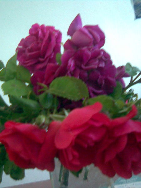 Лейла Лейла