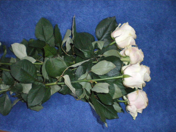 Кристина Гордиевич