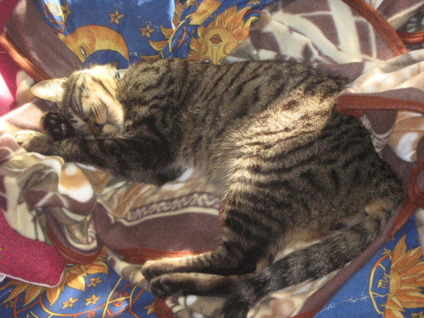 Сергей Комшин