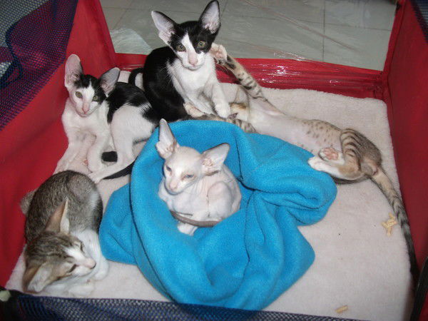 Светлана Никифорова