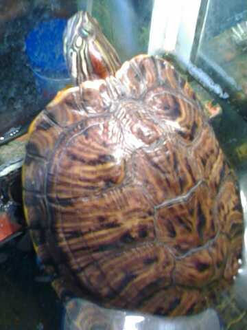 Максим Кравец