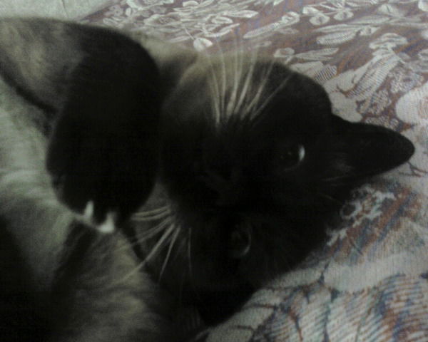 Марина Васильева