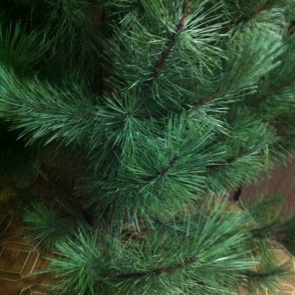 Людмила Георгиевна Ильиных