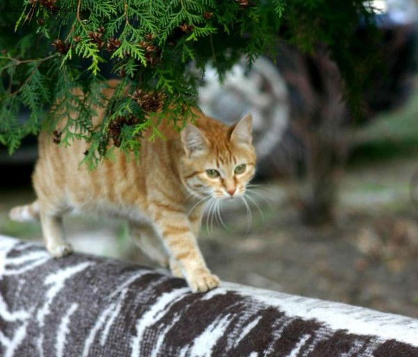 Вера Дунаева