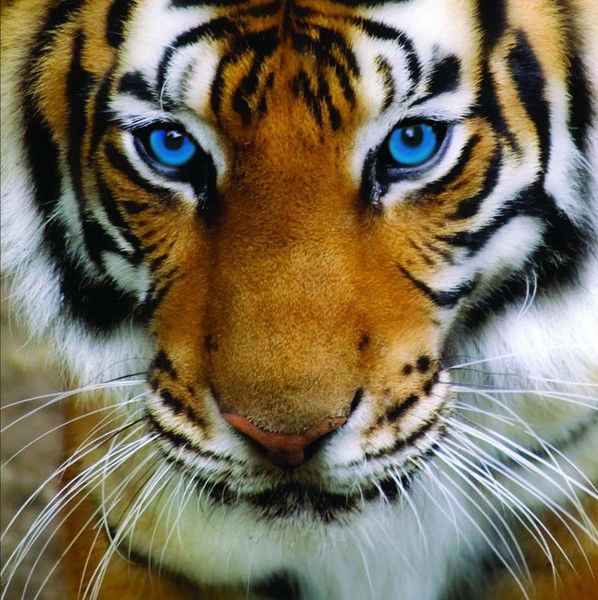 Светлана Большакова