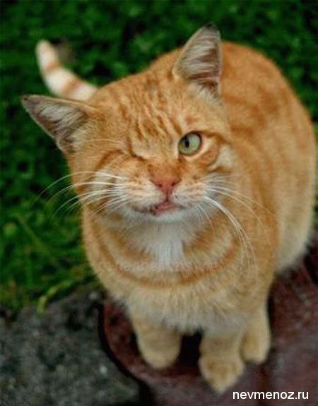 Софья ~Бегерит~