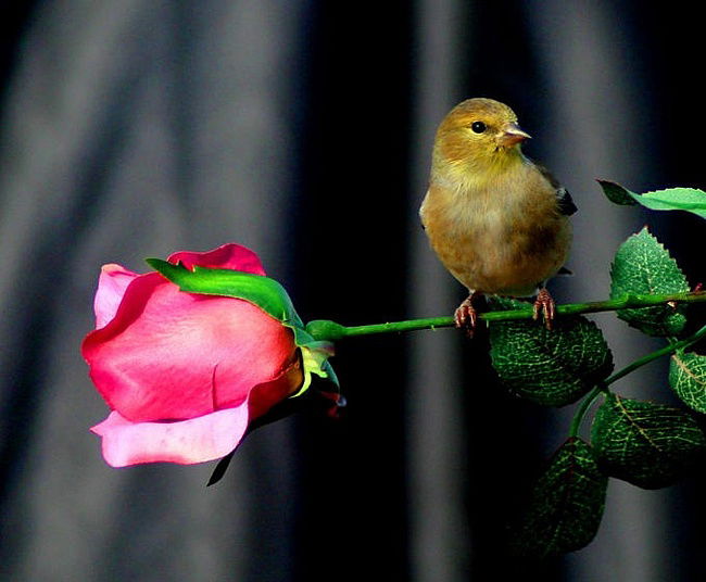 Лекса Лексус