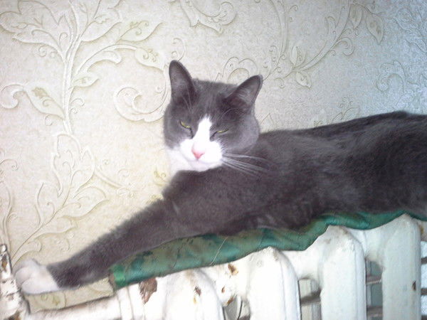 Елена Белокрылова