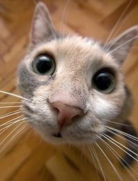 Дина Бауыржан