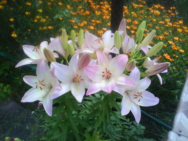 Елена Шапкина