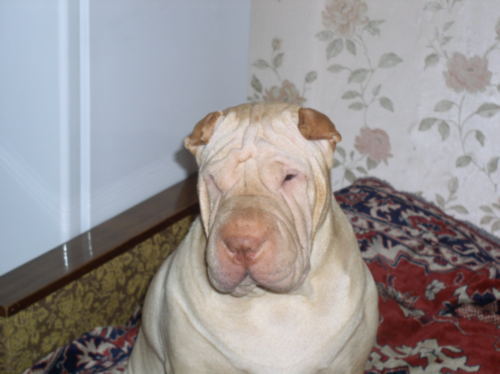 Надежда Онищук