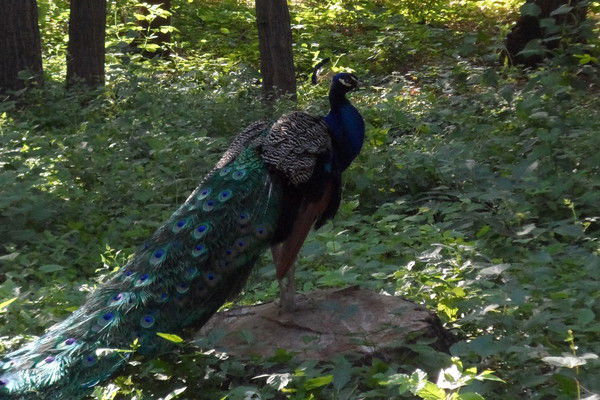 Татьяна Голдоевич