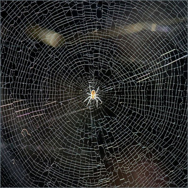 Алексей Бикеев