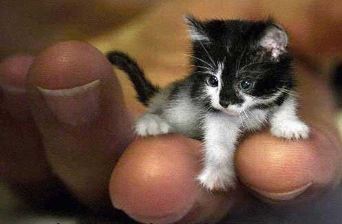 Давид Далакян