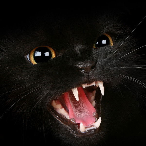 Коля Синявский