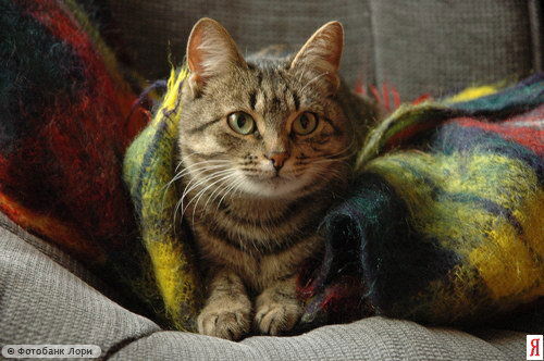 Валерий Широков