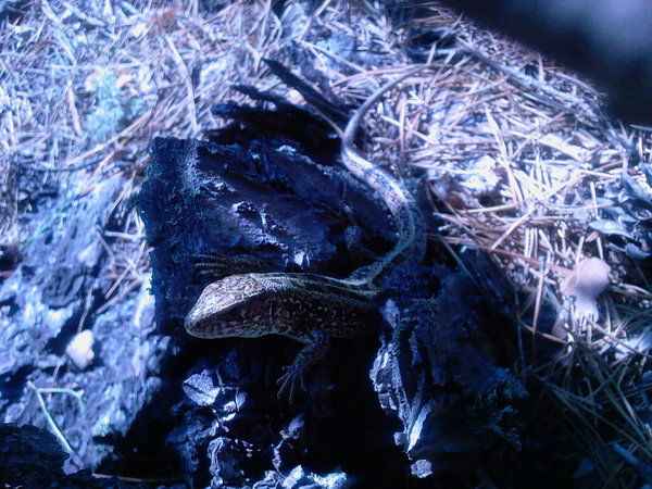 Мария Шакирова