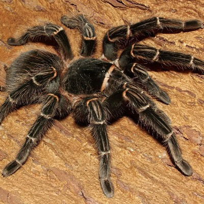 Нелли Малиновская