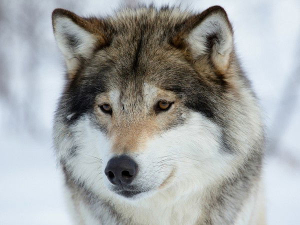 Костя Слесарчук