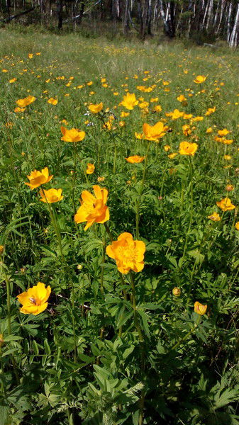 Елена Вилачева