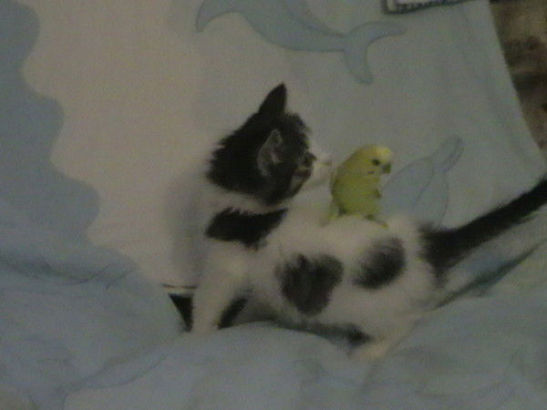 Андрей Яворский