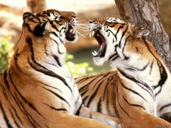 Бахберген Жуманов