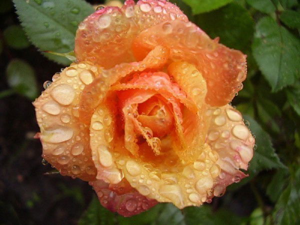 Гюльнара Хасенова